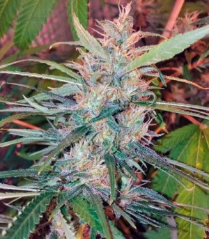 Orange_bud.jpg