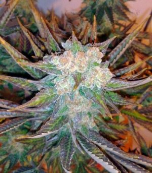 Master_Kush.jpg