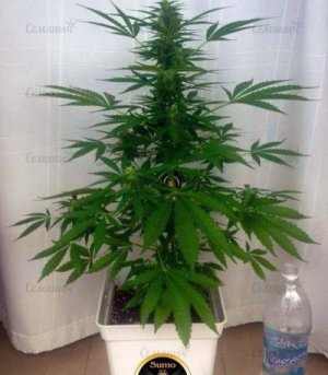 Zombie_Haze_Auto.jpg