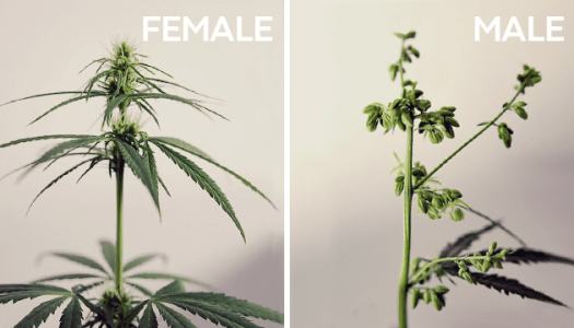 Мужские и женские кусты конопли