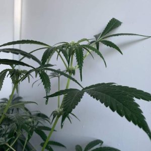week6.jpg week6.jpg