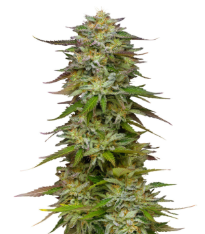 1732012108718.png