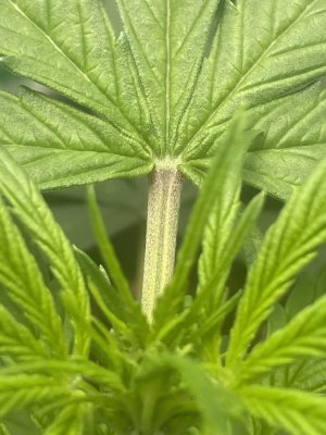 IMG_7963.jpeg