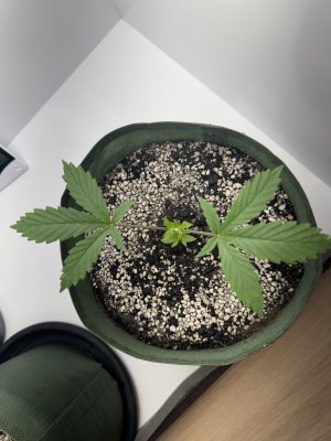 2025-02-11 11-56-06.jpeg