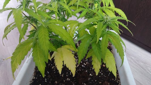 1000057527.jpg 1000057527.jpg