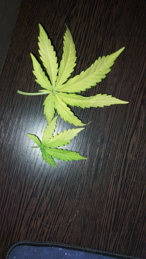 1000057501.jpg 1000057501.jpg