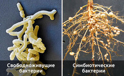 chto-takoe-rizobakterii__rQZEakuhkbIig2RJ.jpg