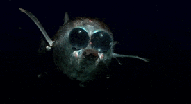 1288394fa3f45da8c89270249b764838.gif