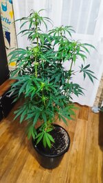 1000044698.jpg 1000044698.jpg