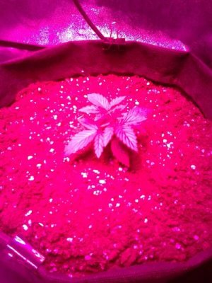 IMG_2022-05-26-06-12-39-871 (1).jpg