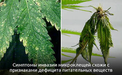 Simptomy-zarazheniya-konopli-mikrokleshami__kY7vJlLKsNGNHYkL.jpg