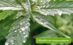 Obrabotka-akaricidami__iDicJAIDlTtNM0Ic.jpg
