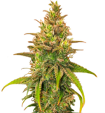 1768410089582.png 1768410089582.png