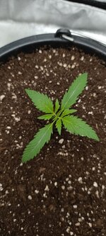 А кому яблочного штруделя))..