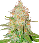 1773581445693.png 1773581445693.png