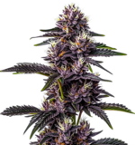 1773581456079.png 1773581456079.png