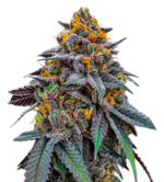 1773581459631.png 1773581459631.png