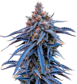 1773581463179.png 1773581463179.png