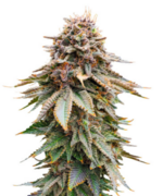 1773581467302.png 1773581467302.png