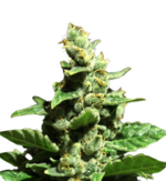 1773581471324.png 1773581471324.png