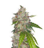 1773581475404.png 1773581475404.png