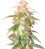 1773581479052.png 1773581479052.png