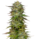 1773581483114.png 1773581483114.png