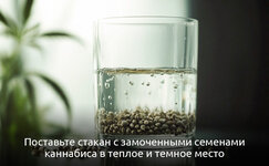 2-1-Kak-vyrastit-mikrozelen-iz-semyan-kannabisa__BkxrcwZ7JT39gdCa.jpg