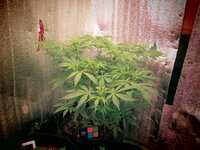 Астрал апрель.JPG