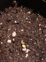 По пятам за Кианой