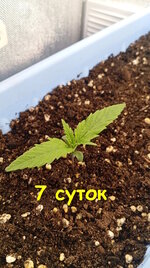 Нестареющая классика. Белая вдова.