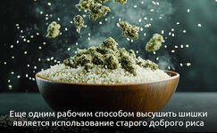 4-Kak-vysushit-promokshij-kannabis__n1kdbdtjCJIC36V9.jpg
