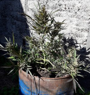 zkittlez-auto-fem-cali-buds-seeds__wS7fTg1E6qXMGYZa.jpg