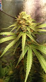 Инопланетный гость