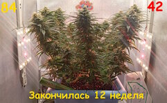 Нестареющая классика. Белая вдова.