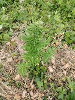 IMG_20260627_204733.jpg