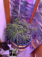 IMG_3311.jpeg IMG_3311.jpeg