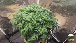 2026-09-28_acid-rain-01_veg-w06d42_canopy_01.jpg