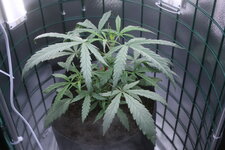 IMG_0914.JPG