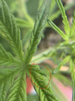 IMG_4761.jpeg