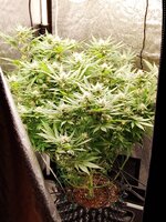 IMG_20261012_172237.jpg