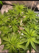 IMG_7386.jpeg