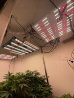 IMG_5735.jpeg
