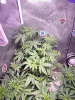 IMG_7001.jpeg