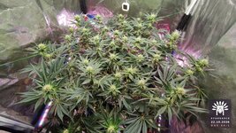 2026-10-22_aya-01_flo-w09d66_canopy_10.jpg