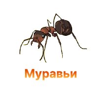 Защита конопли от муравьев