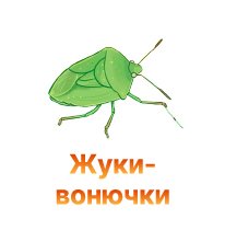 Защита конопли от жука вонючки