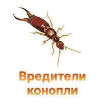 Вредители конопли
