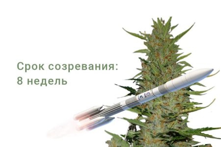 Сорт конопли Turbo Bud