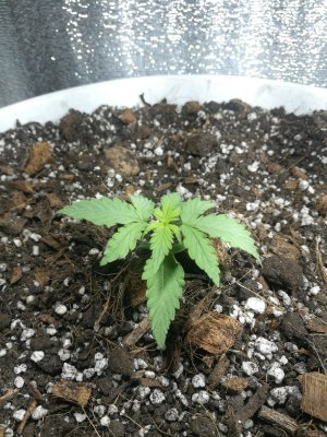 KMMHJiCO_cM.jpg